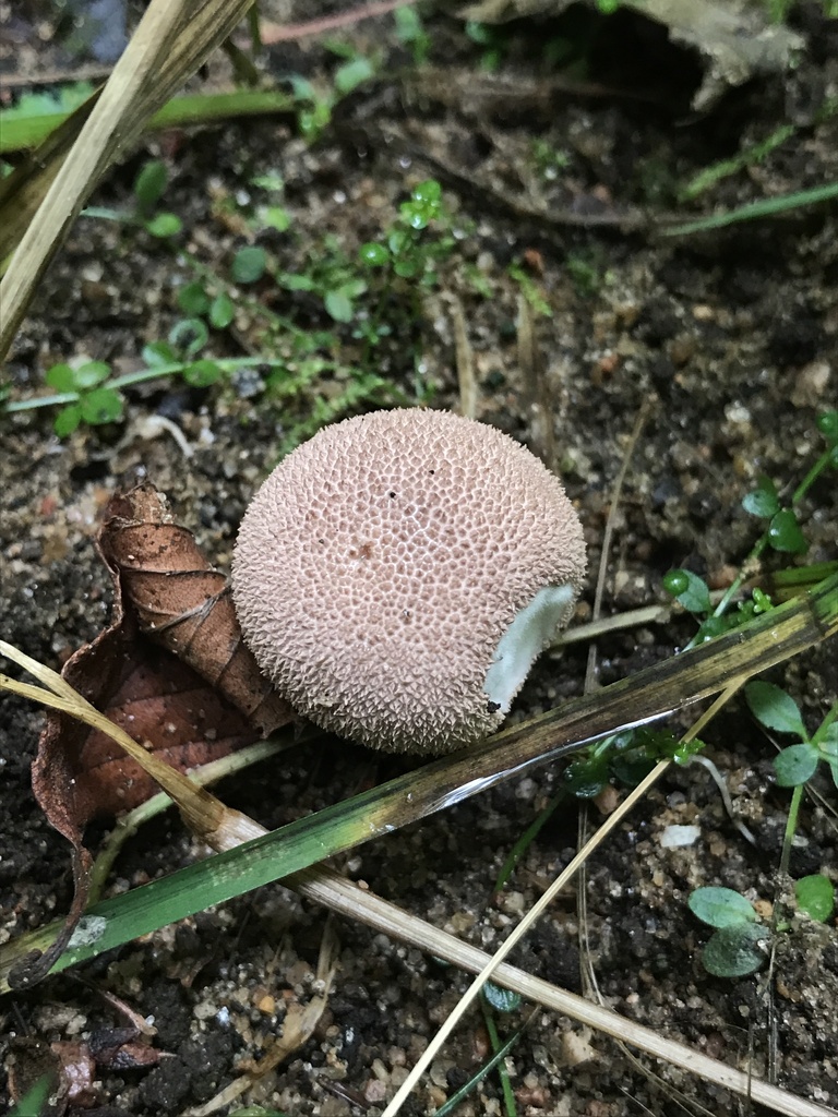 Lycoperdon subincarnatum · September 2026 · photo: Photo: (c) Matthew Rozanoff, some rights reserved (CC BY) · iNaturalist