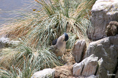 Nycticorax nycticorax falklandicus