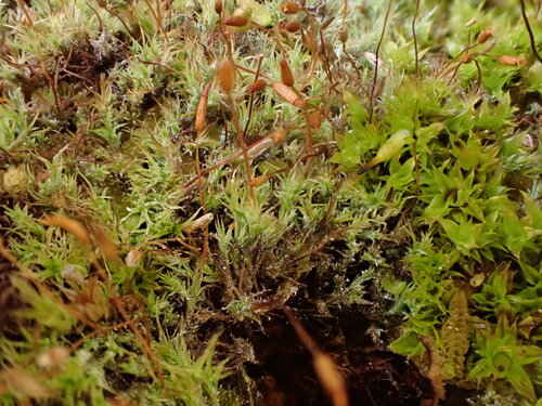 Saelania glaucescens observed 2026-08-29