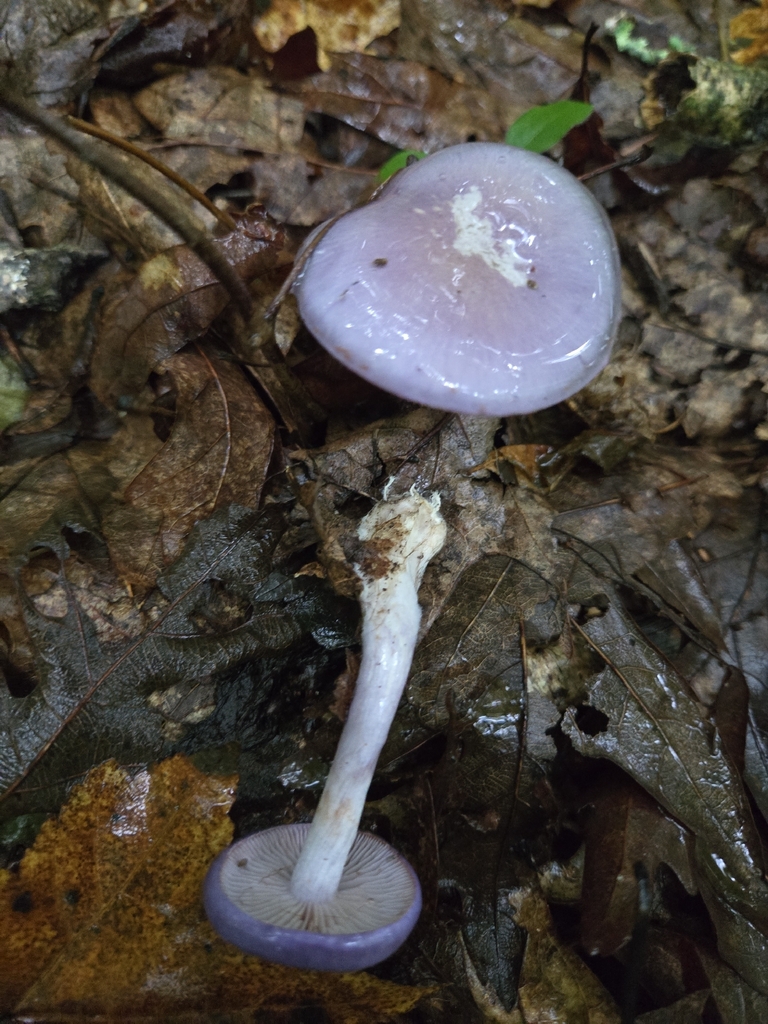 Viscid Violet Cort · September 2026 · photo: Photo: (c) Alexander Diaz, some rights reserved (CC BY) · iNaturalist