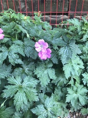 Geranium × oxonianum