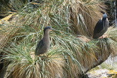 Nycticorax nycticorax falklandicus