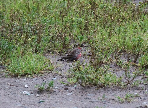 Redpoll