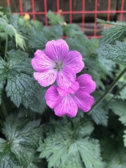 Geranium × oxonianum