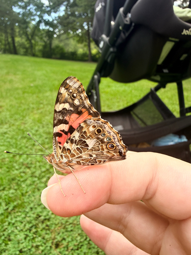 Painted Lady