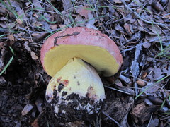 Butyriboletus querciregius