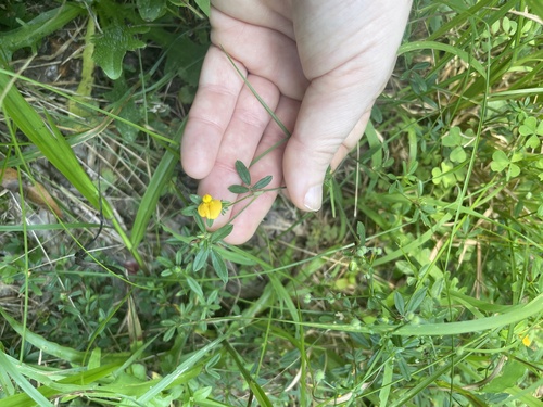 Stylosanthes biflora, photograph 3