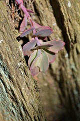 Hylotelephium telephioides