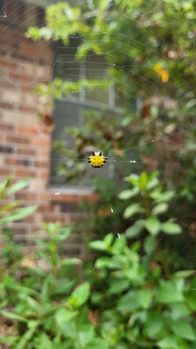 Spinybacked Orbweaver