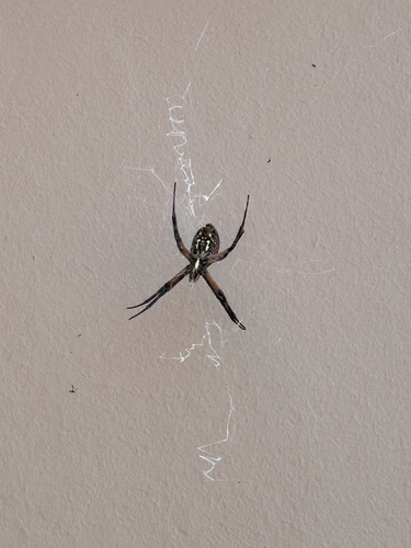 Yellow Garden Spider