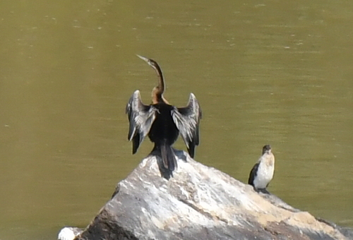 iNaturalist image
