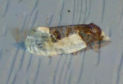 Henricus edwardsiana