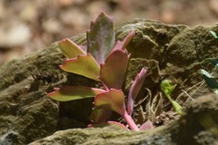 Hylotelephium telephioides