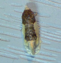 Henricus edwardsiana