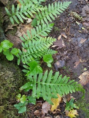 Polypodium glycyrrhiza