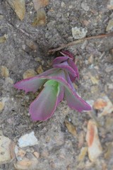 Hylotelephium telephioides