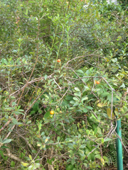 Image of Bourreria cassinifolia
