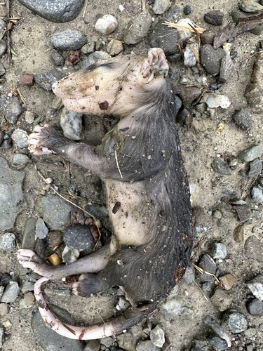 Virginia Opossum observed by danieldooby