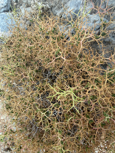 Sarcopoterium spinosum, photograph 2