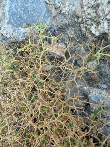 Sarcopoterium spinosum, photograph 3