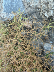 (c) Florencia Grattarola, some rights reserved (CC BY) Sarcopoterium spinosum, photograph (c) Florencia Grattarola, some rights reserved (CC BY)
