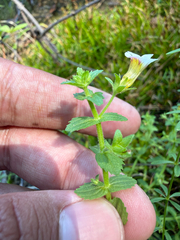Gratiola viscidula, photograph (c) Brandon Corder, some rights reserved (CC BY)