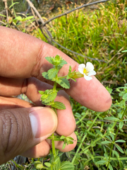 Gratiola viscidula, photograph (c) Brandon Corder, some rights reserved (CC BY)