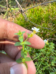 Gratiola viscidula, photograph (c) Brandon Corder, some rights reserved (CC BY)