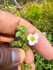 Gratiola viscidula