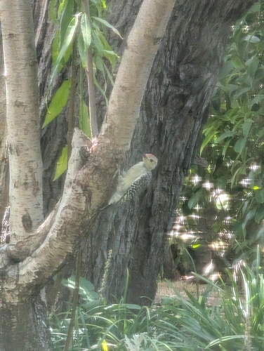 Red-bellied Woodpecker observed by rochele_r