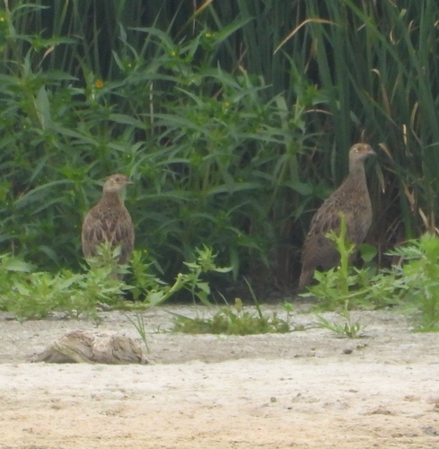 Ring-necked Pheasant