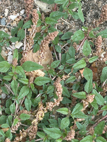 Amaranthus deflexus, photograph 2
