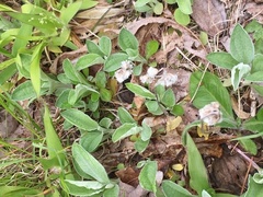 Antennaria pulchella