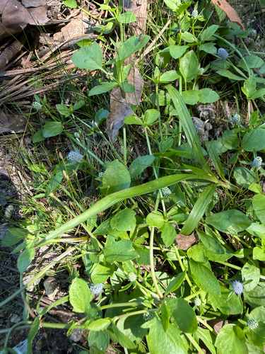 Eryngium prostratum, photograph 4