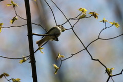Vireo gilvus