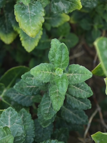 Teucrium flavum, photograph 4