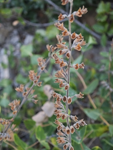 Teucrium flavum, photograph 5