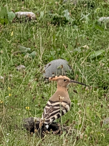 Common Hoopoe