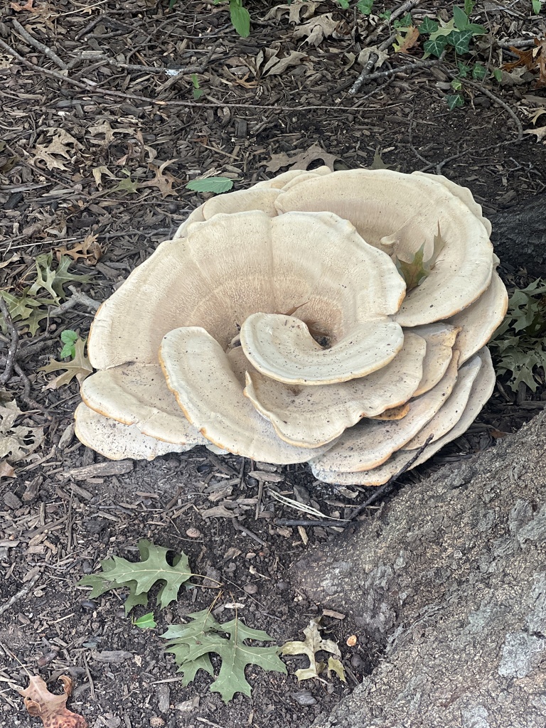 Berkeley's Polypore · September 2026 · photo: Photo: (c) Spencer Bierman, some rights reserved (CC BY) · iNaturalist