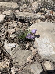 Penstemon jamesii
