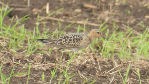 Buff-breasted Sandpiper
