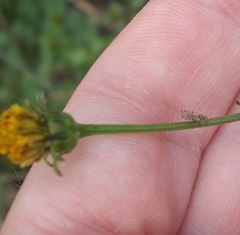 Campiglossa sororcula