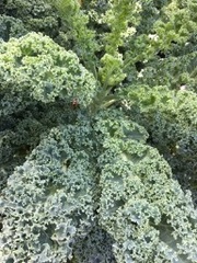 Brassica oleracea acephala