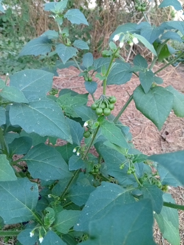 black nightshade