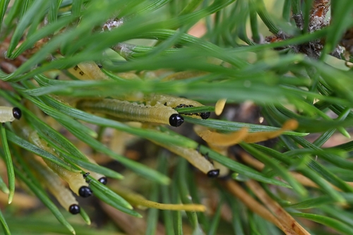 Pale Pine Combhorn