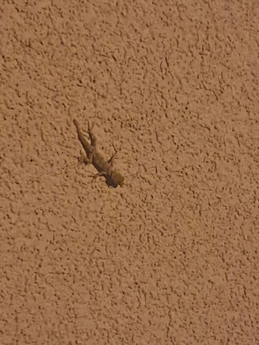 Mediterranean Thin-toed Gecko