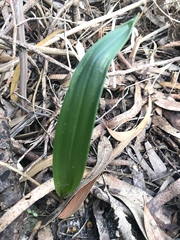 Thelymitra brevifolia