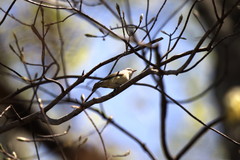 Vireo gilvus