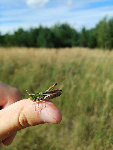Stripe-winged Grasshopper