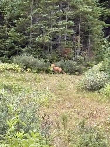 Red Fox